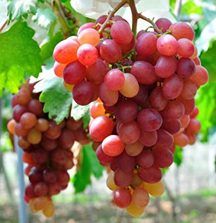 Picture of 20 Pcs Red Grape SeedS - 20 Pcs Seeds (Imported Global Seeds)