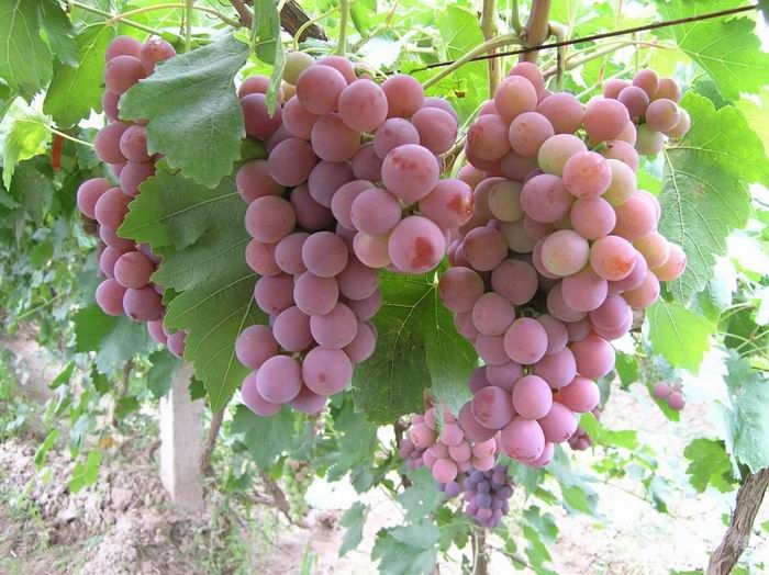 Picture of 20 Pcs Red Grape SeedS - 20 Pcs Seeds (Imported Global Seeds)