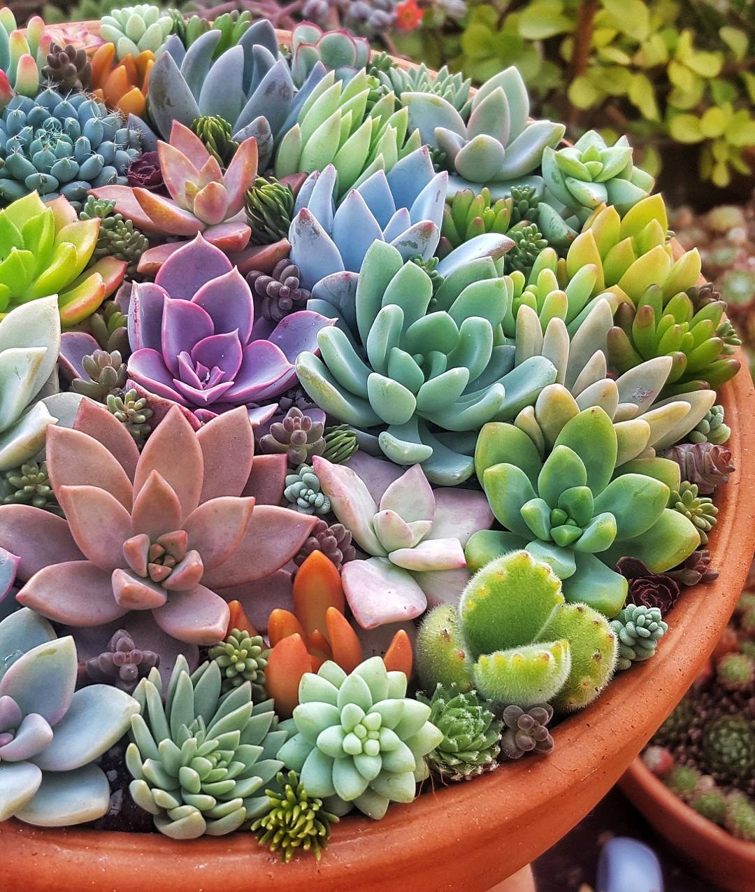 Picture of Global Rare Succulent flores Seeds - 15 Pcs SeedS