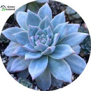 Picture of Global Rare Succulent flores Seeds - 15 Pcs SeedS