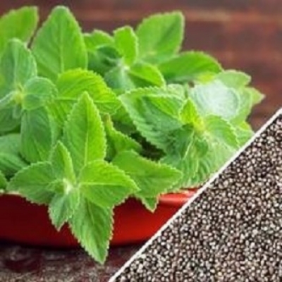 Picture of 30 Pcs Natural Pudina / Mint SeedS