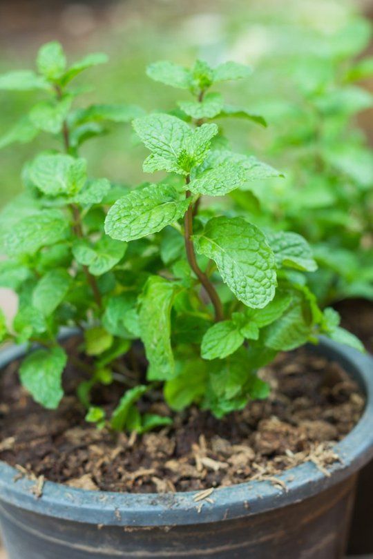 Picture of 30 Pcs Natural Pudina / Mint SeedS