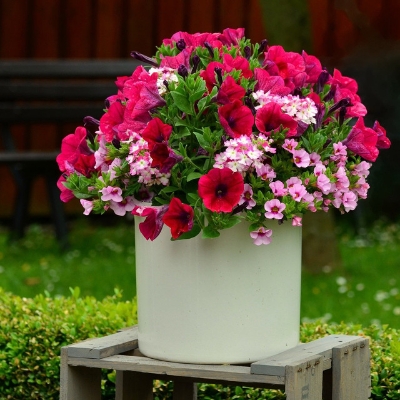 Picture of Global Petunia Flower Seeds - 25 Pcs SeedS