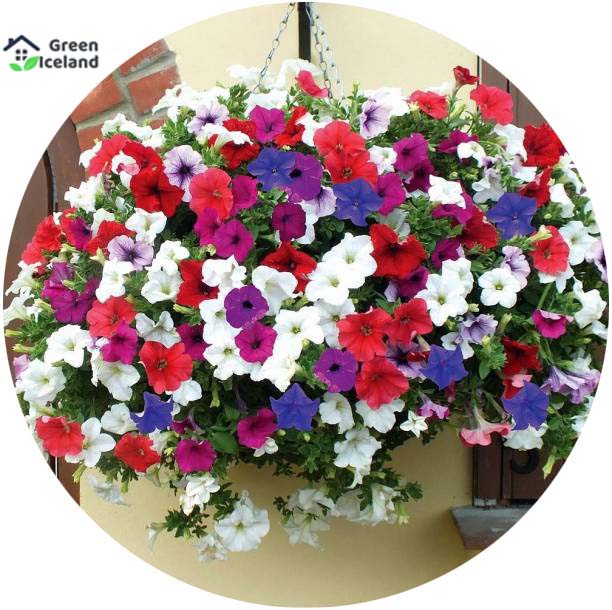 Picture of Global Petunia Flower Seeds - 25 Pcs SeedS