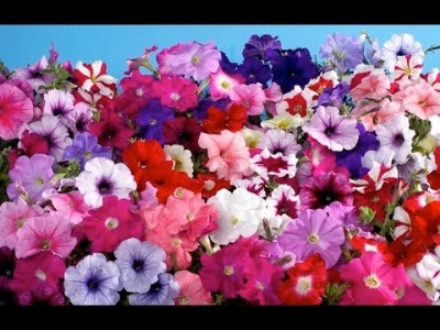 Picture of Global Petunia Flower Seeds - 25 Pcs SeedS