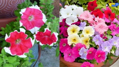 Picture of Global Petunia Flower Seeds - 25 Pcs SeedS