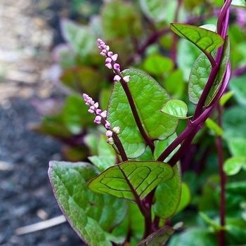 Picture of Organic Puishak Seeds - 20 Pcs SeedS