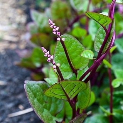 Picture of Organic Puishak Seeds - 20 Pcs SeedS