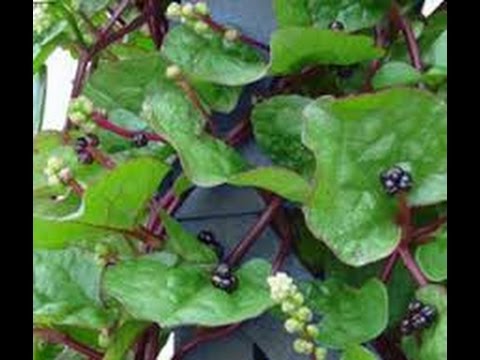 Picture of Organic Puishak Seeds - 20 Pcs SeedS