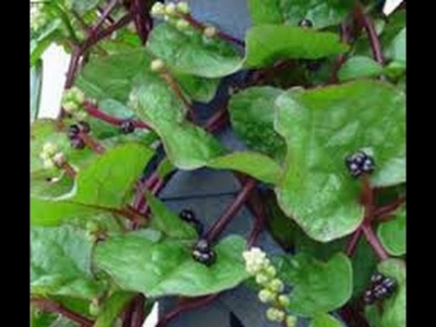 Picture of Organic Puishak Seeds - 20 Pcs SeedS