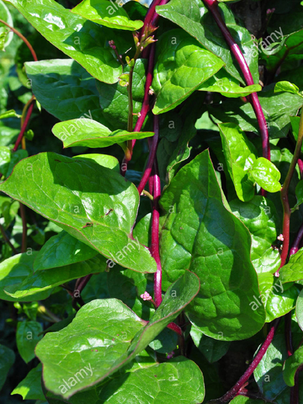 Picture of Organic Puishak Seeds - 20 Pcs SeedS