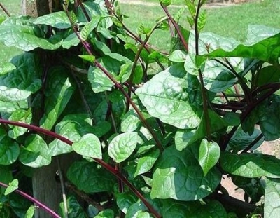 Picture of Organic Puishak Seeds - 20 Pcs SeedS