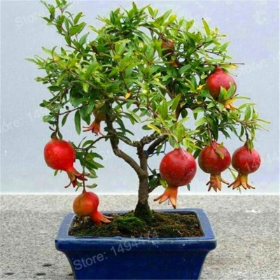 Picture of Vedana Fruit Bonsai Seeds - 20 Pcs SeedS