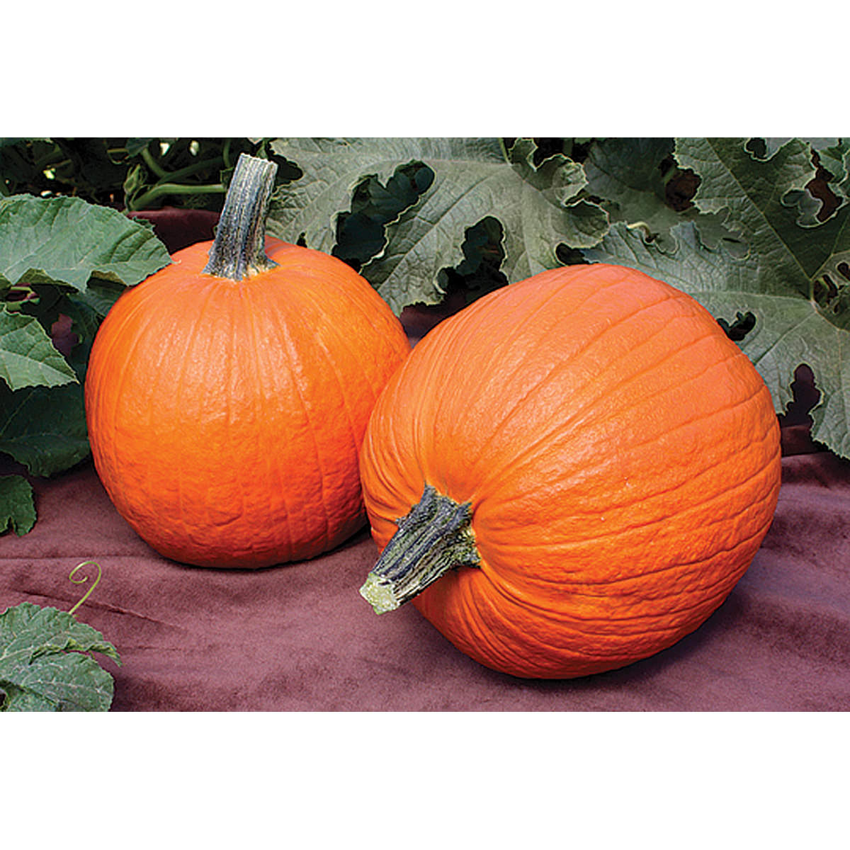 Picture of 15 Pcs All Season F1 Hybrid Pumpkin SeedS
