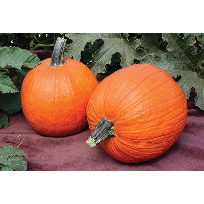 Picture of 15 Pcs All Season F1 Hybrid Pumpkin SeedS