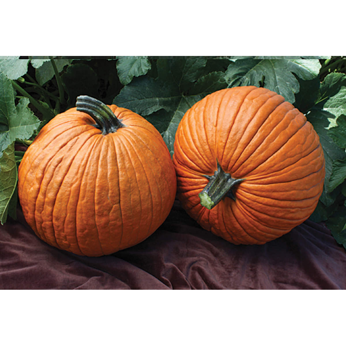 Picture of 15 Pcs All Season F1 Hybrid Pumpkin SeedS