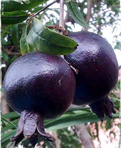Picture of All Season Black Pomegranate Bonsai Seeds - 15 Pcs Seeds