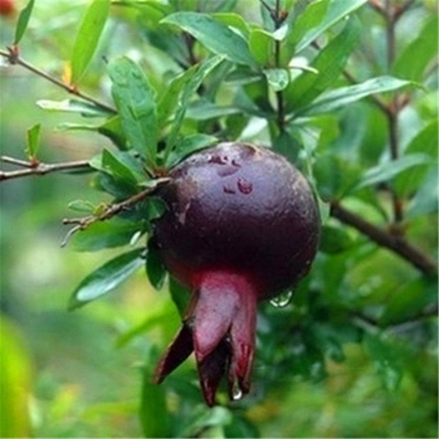 Picture of All Season Black Pomegranate Bonsai Seeds - 15 Pcs Seeds