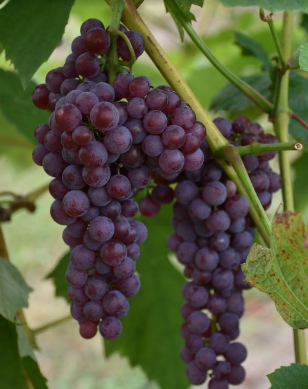 Picture of 15 Pcs Miniature Grape SeedS - 15 Pcs Seeds (Imported Global Seeds)