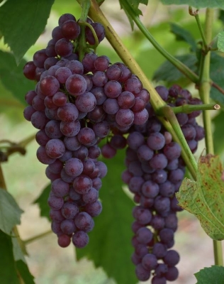 Picture of 15 Pcs Miniature Grape SeedS - 15 Pcs Seeds (Imported Global Seeds)