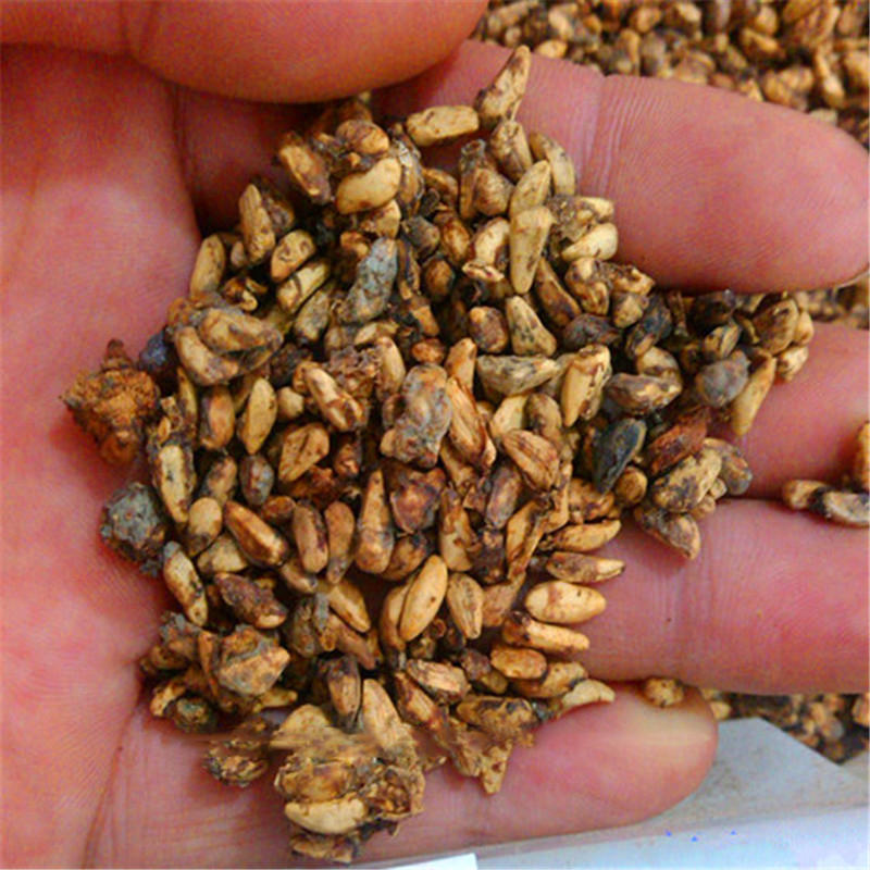 Picture of 15 Pcs Miniature Grape SeedS - 15 Pcs Seeds (Imported Global Seeds)