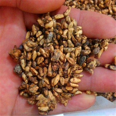 Picture of 15 Pcs Miniature Grape SeedS - 15 Pcs Seeds (Imported Global Seeds)