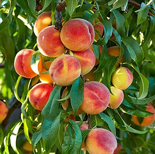 Picture of Global Peach Tree Seeds  - 03 Pcs SeedS
