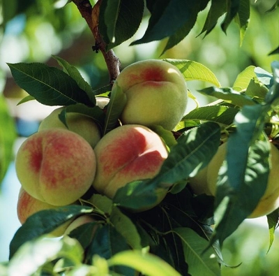 Picture of Global Peach Tree Seeds  - 03 Pcs SeedS
