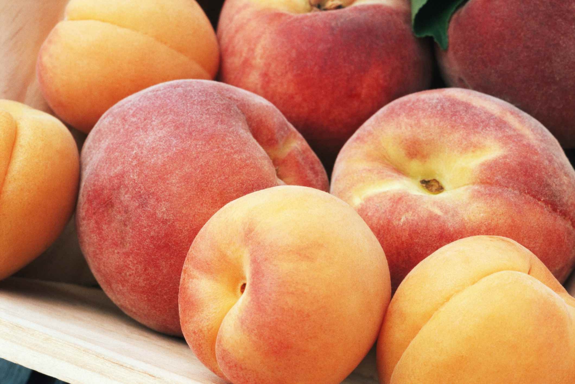 Picture of Global Peach Tree Seeds  - 03 Pcs SeedS