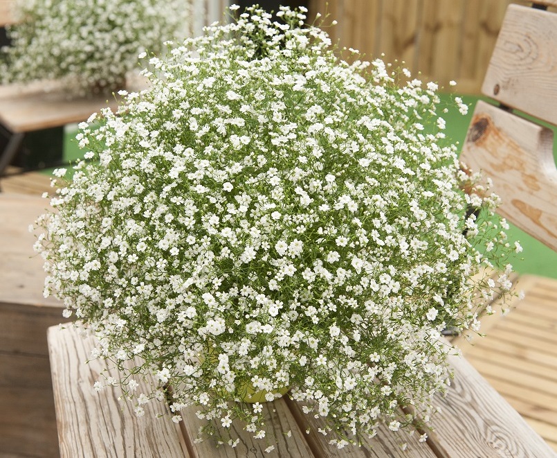 Picture of 80 Pcs All Season Gypsophila Flower SeedS 