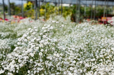 Picture of 80 Pcs All Season Gypsophila Flower SeedS 