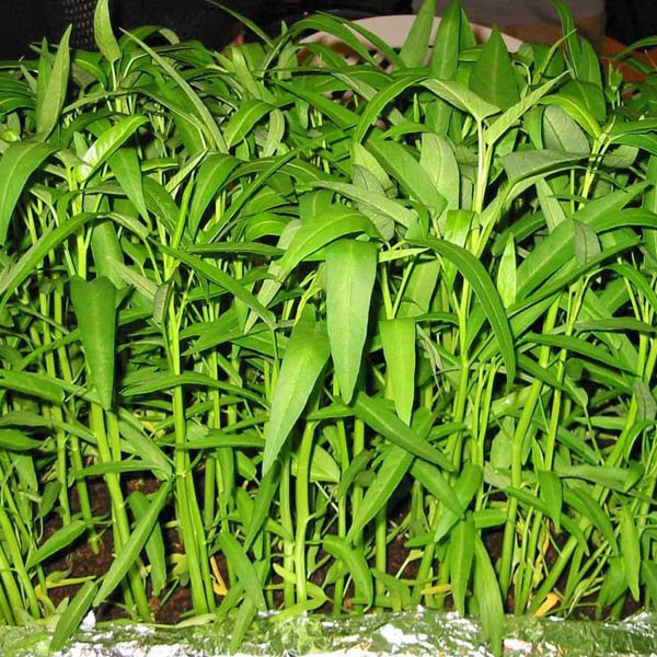 Picture of 20 Pcs Organic Kangkong Water Spinach SeedS