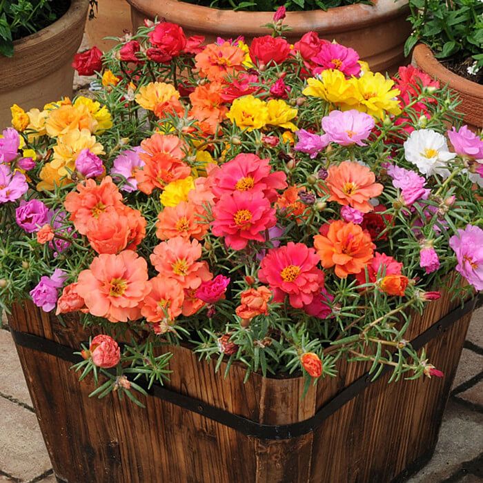 Picture of Natural Portulaca Flower Seeds - 30 Pcs SeedS