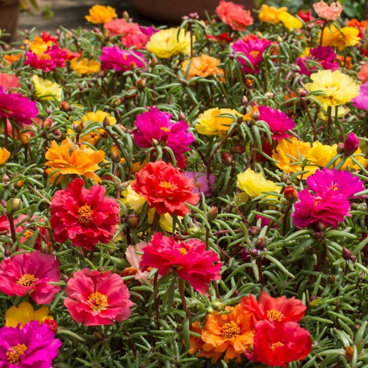 Picture of Natural Portulaca Flower Seeds - 30 Pcs SeedS