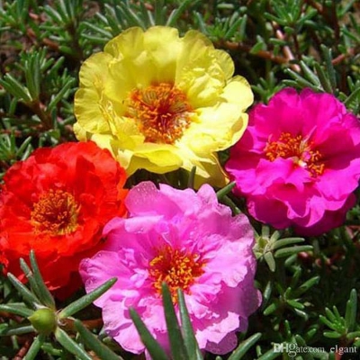 Picture of Natural Portulaca Flower Seeds - 30 Pcs SeedS