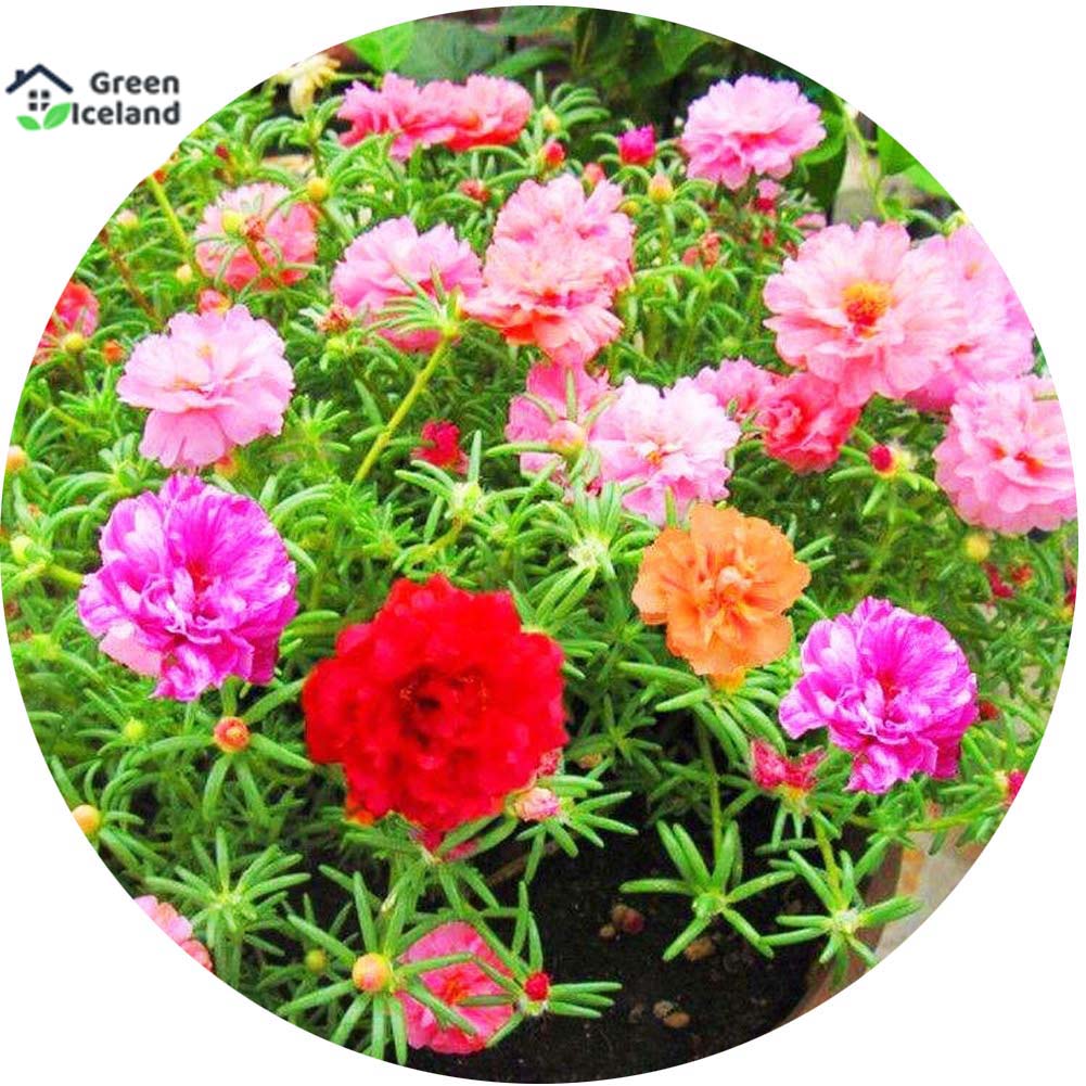 Picture of Natural Portulaca Flower Seeds - 30 Pcs SeedS
