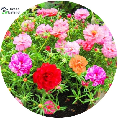 Picture of Natural Portulaca Flower Seeds - 30 Pcs SeedS