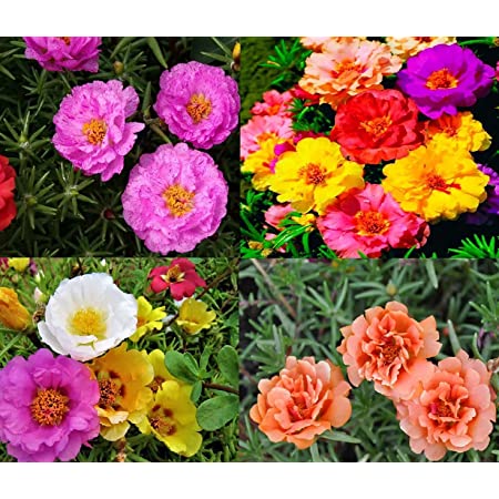 Picture of Natural Portulaca Flower Seeds - 30 Pcs SeedS