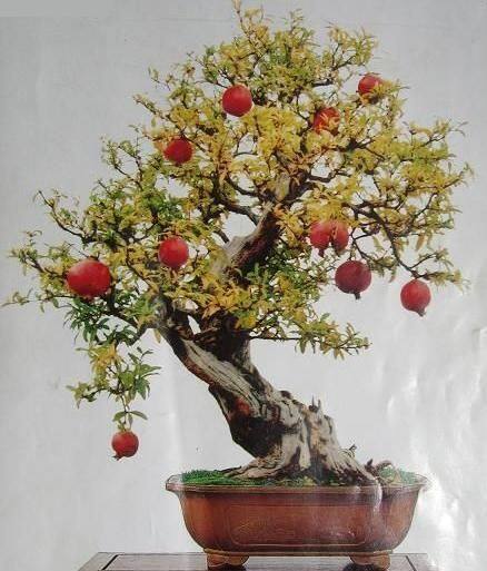 Picture of All Season Pomegranate Bonsai Seeds - 15 Pcs SeedS