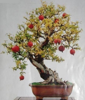 Picture of All Season Pomegranate Bonsai Seeds - 15 Pcs SeedS