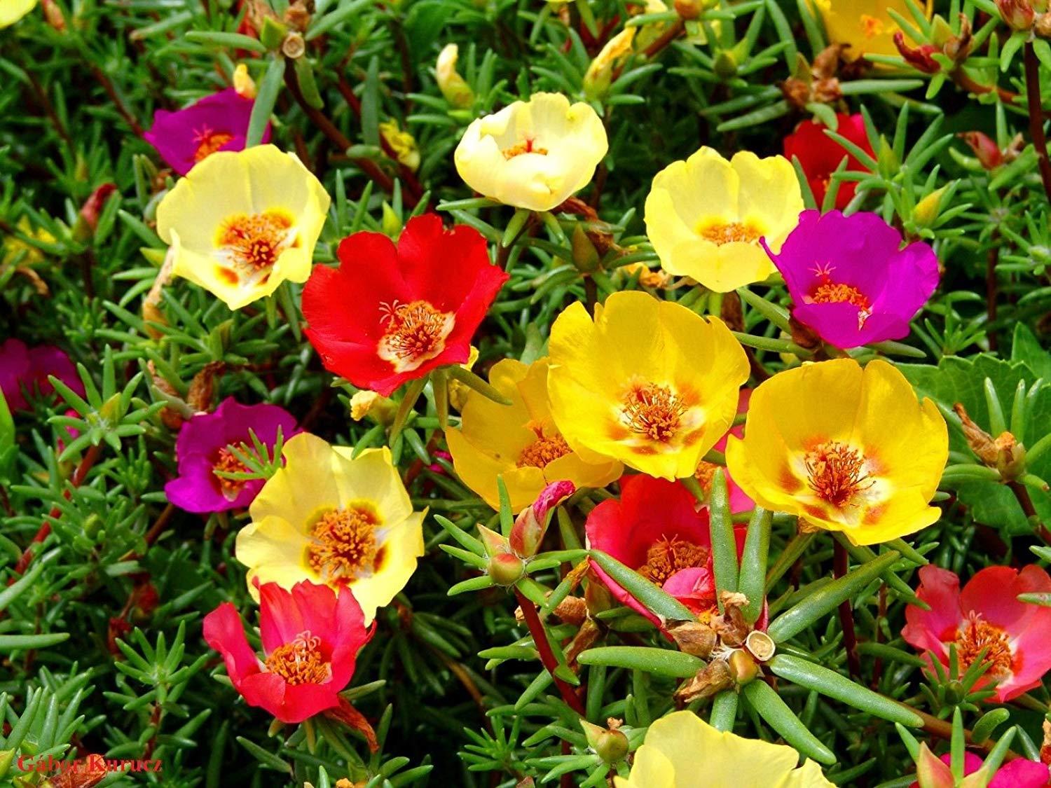 Picture of 30 Pcs Beautiful Global Portulaca Flower Seeds