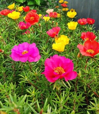 Picture of 30 Pcs Beautiful Global Portulaca Flower Seeds