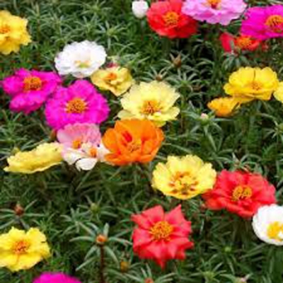 Picture of 30 Pcs Beautiful Global Portulaca Flower Seeds