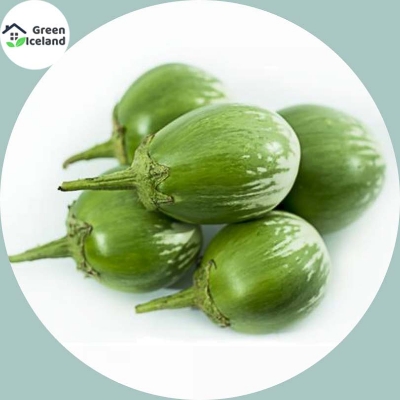 Picture of Global Round Brinjal Seeds  - 15 Pcs SeedS