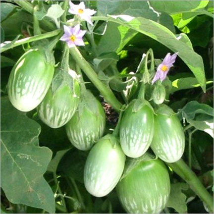 Picture of Global Round Brinjal Seeds  - 15 Pcs SeedS