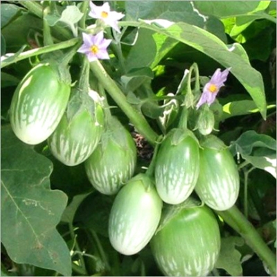 Picture of Global Round Brinjal Seeds  - 15 Pcs SeedS