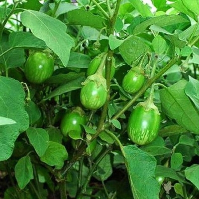 Picture of Global Round Brinjal Seeds  - 15 Pcs SeedS