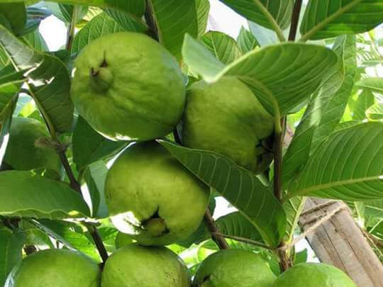 Picture of Thai 7 Guava Seed - 30Pcs SeedS