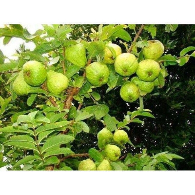Picture of Thai 7 Guava Seed - 30Pcs SeedS