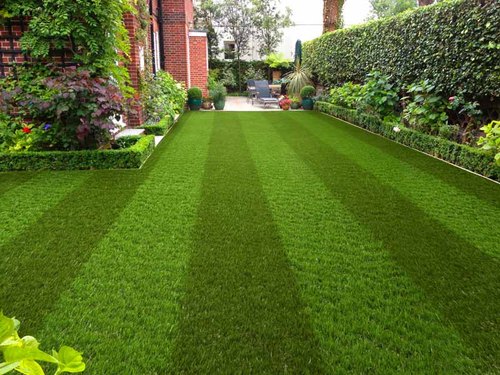 Picture of Rare Lawn Grass Seeds  - 250+ Pcs SeedS